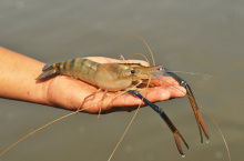 АГРОКЛАСС. AQUABOX ED (дополнительный модуль для ECOBOX ED)